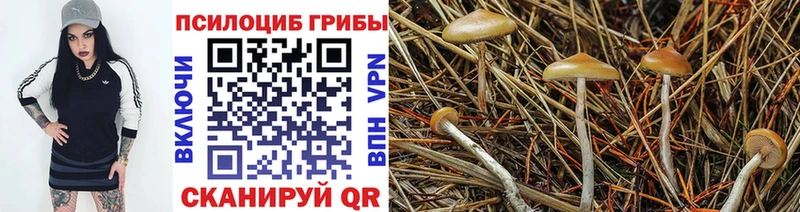 где можно купить   Тимашёвск  Галлюциногенные грибы мицелий 